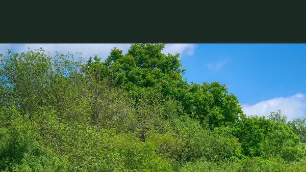 Screenshot of the Uckfield Millennium Green Trust website