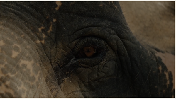 Screenshot of the Elephant Family website