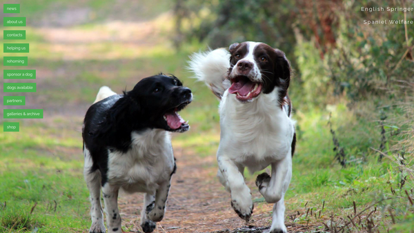 Screenshot of the English Springer Spaniel Welfare website