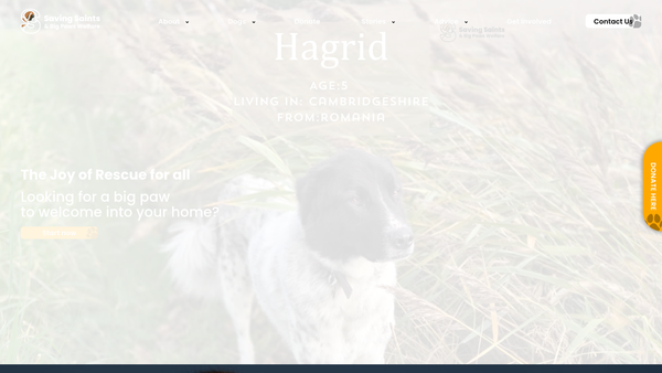 Screenshot of the Saving Saints and Big Paws Rescue UK website