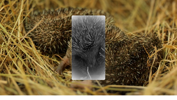 Screenshot of the Hornbeam Wood Hedgehog Sanctuary website