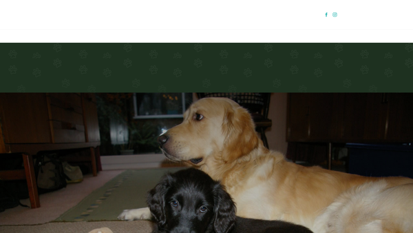 Screenshot of the Darwin Dogs website