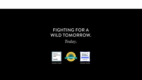Screenshot of the Wild Tomorrow UK website