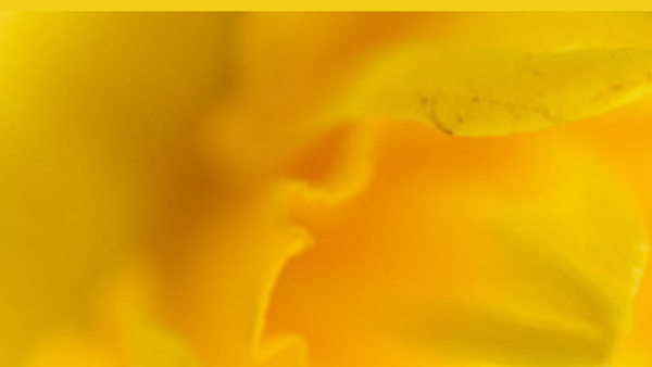Screenshot of the Jak's World website