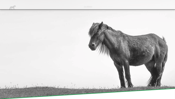 Screenshot of the The Native Pony Trust website