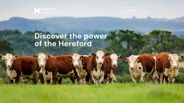 Screenshot of the The Hereford Cattle Society website