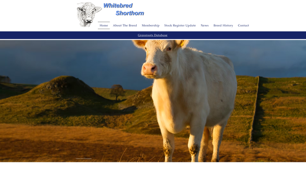 Screenshot of the The Whitebred Shorthorn Association Limited website