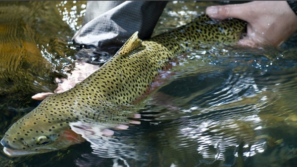 Screenshot of the Polish Anglers NI website