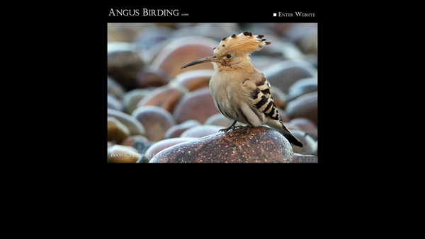 Screenshot of the Angus And Dundee Bird Club website