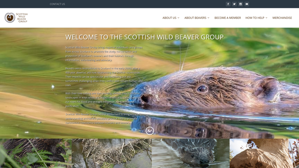 Screenshot of the Scottish Wild Beaver Group (SCIO) website