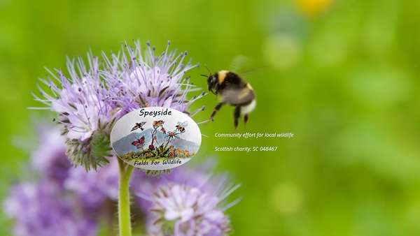 Screenshot of the Speyside Fields For Wildlife website